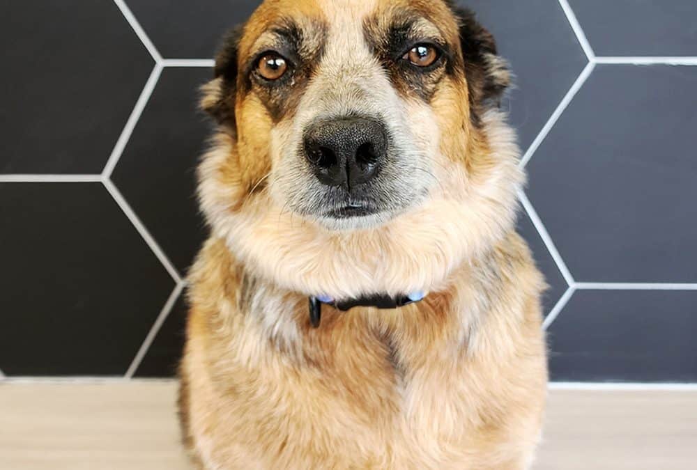 Pepper